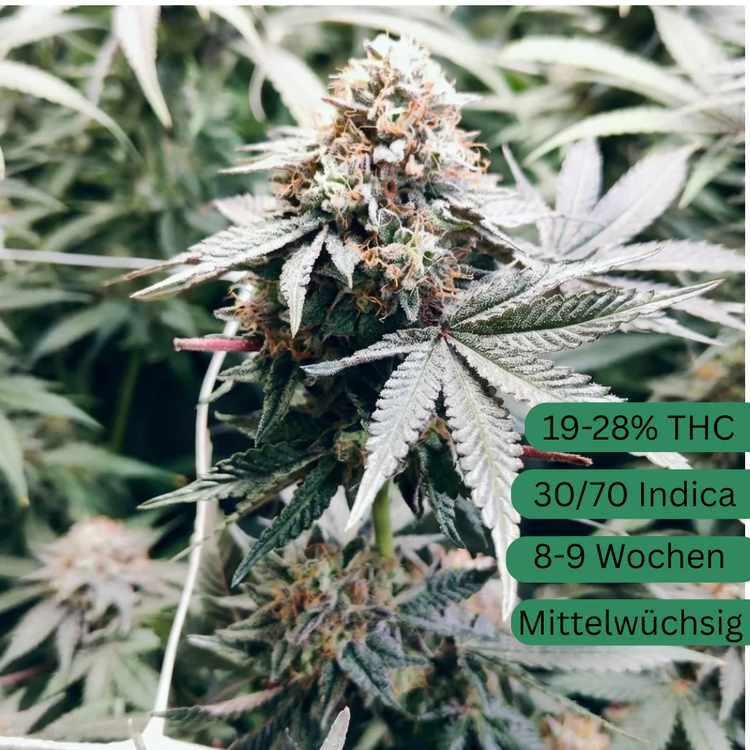 Produktbild 2